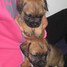 Border terrier Lutra´s Jamaica 