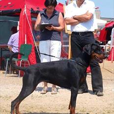 Dobermann Dobergaarden Forever Caya Carisma