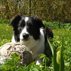 Border collie Meeko (Himmelhund)
