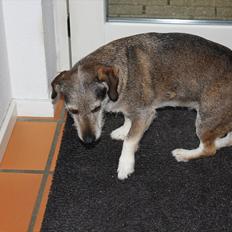 Blanding af racer balto