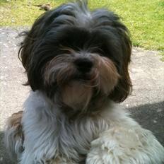 Shih tzu Franco