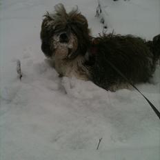 Shih tzu Franco
