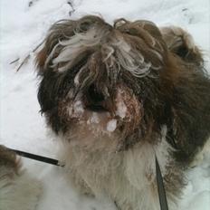 Shih tzu Franco