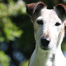 Glathåret foxterrier Sille - R.I.P min lille skat