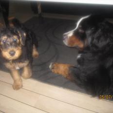 Airedale terrier Tessdale`s Magnificent prince (Ozzi)