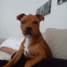 Staffordshire bull terrier Miko