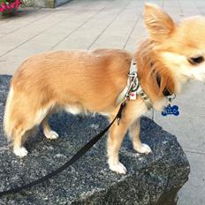 Chihuahua R.I.P MILO. Puccini de la mariposa bonita