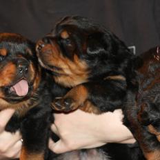 Rottweiler Haiki's Chicago ( R.I.P )