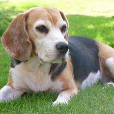 Beagle Betty
