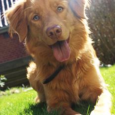 Nova scotia duck tolling retriever Bol Tol Turbo - "Oskar"