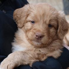 Nova scotia duck tolling retriever Bol Tol Turbo - "Oskar"