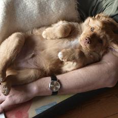 Nova scotia duck tolling retriever Bol Tol Turbo - "Oskar"