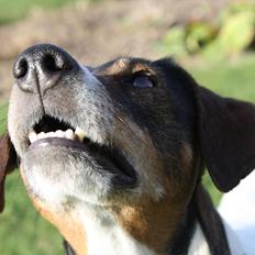 Dansk svensk gaardhund SACHA