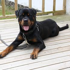 Rottweiler Barni