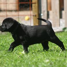 Labrador retriever Kato