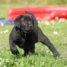 Labrador retriever Kato