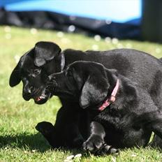 Labrador retriever Kato