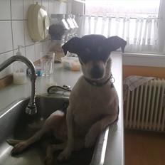 Dansk svensk gaardhund Balder R.I.P