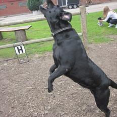 Labrador retriever Zenta<3