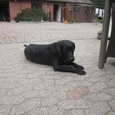 Labrador retriever Zenta<3