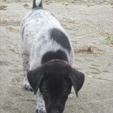 Blanding af racer Bella<3