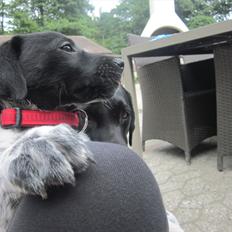 Blanding af racer Bella<3