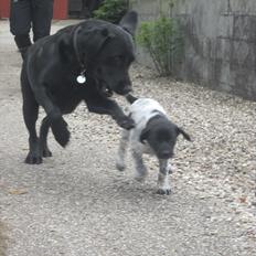 Blanding af racer Bella<3