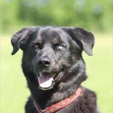 Blanding af racer Coda