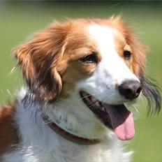 Kooikerhondje Mirko (Vitovani´s Bracco De Bel´tar)