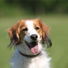 Kooikerhondje Mirko (Vitovani´s Bracco De Bel´tar)
