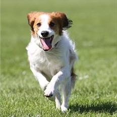 Kooikerhondje Mirko (Vitovani´s Bracco De Bel´tar)