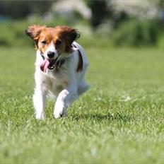 Kooikerhondje Cisla (Vitovani´s Canella De Belóx)