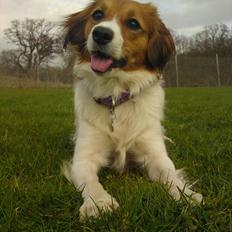 Kooikerhondje Cisla (Vitovani´s Canella De Belóx)