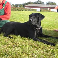 Labrador retriever Nykilde Ashja