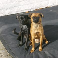 Griffon petit brabancon Mille