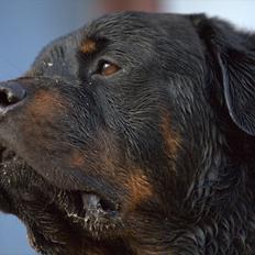 Rottweiler REX
