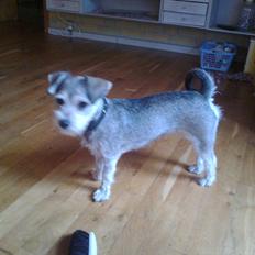 Blanding af racer Mille