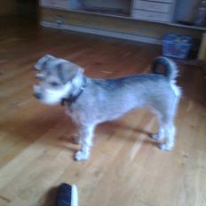 Blanding af racer Mille