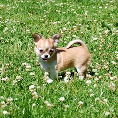 Chihuahua *Chihuanas hailie jade* (Fiona)