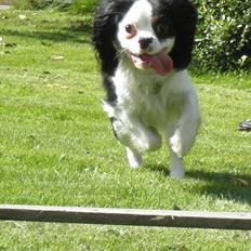 Cavalier king charles spaniel Viggo :D  