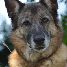 Blanding af racer Molly R.I.P<3