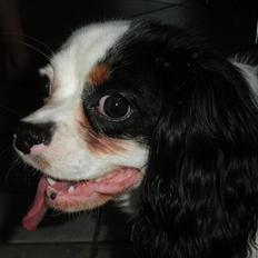 Cavalier king charles spaniel Viggo :D  