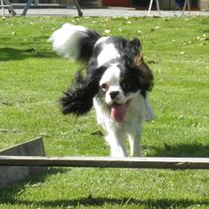 Cavalier king charles spaniel Viggo :D  