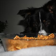 Border collie Satu (Hummelhund)