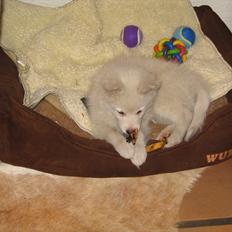 Dansk Spids Contessa