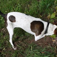 Dansk svensk gaardhund SACHA
