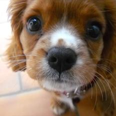 Cavalier king charles spaniel Silje