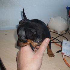 Dvaergpinscher Rocky