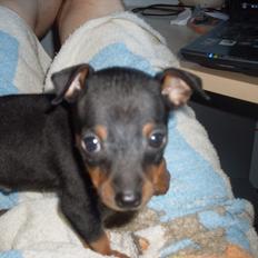 Dvaergpinscher Rocky