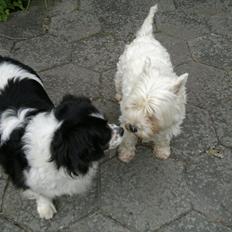 Blanding af racer Molly